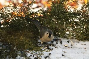 The Juniper Titmouse | Alpenglow Vacation Rentals Ouray