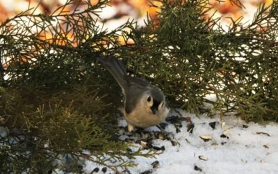 The Juniper Titmouse and Its Saucy Behavior