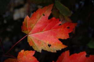 Red maple leaf in the Fall | Alpenglow Vacation Rentals Ouray