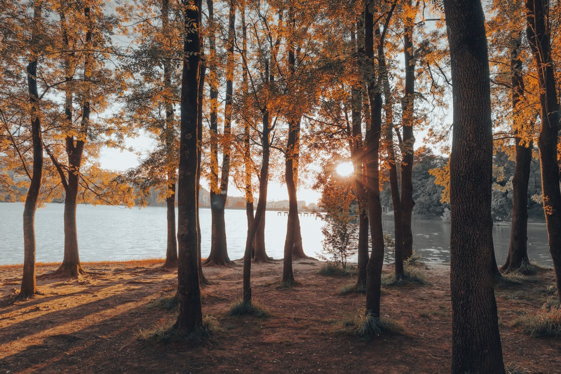 Tall trees with autumn leaves stand by a calm lake, with sunlight streaming through the branches and casting long shadows on the ground.