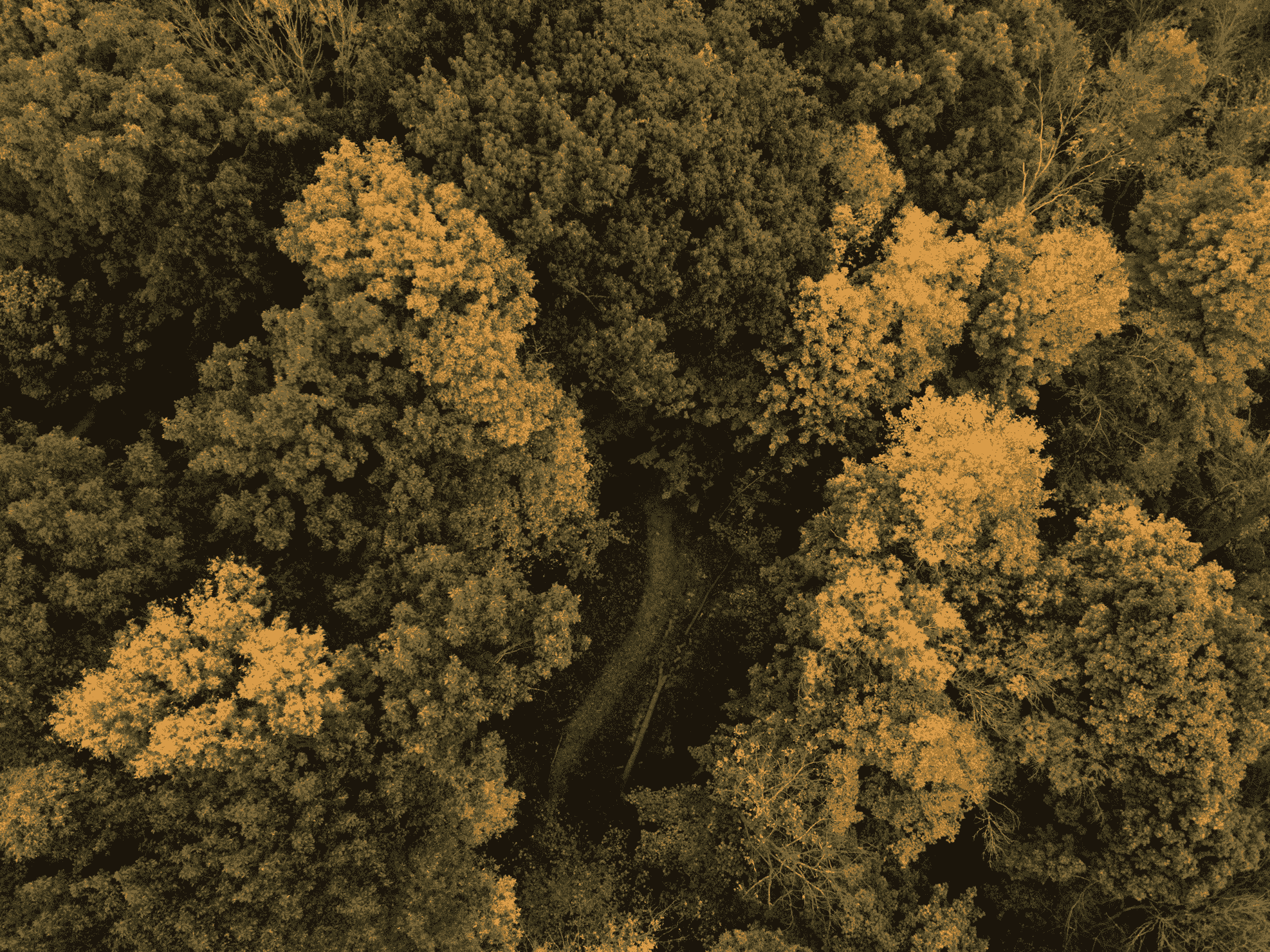 Aerial view of a dense forest with a narrow winding path visible through the trees.