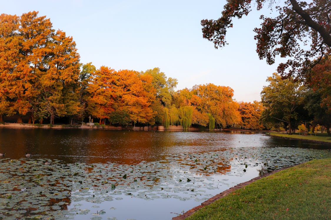 Autumn trees reflected in a calm lake with lily pads