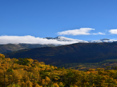 Snow-capped mountains above a forest of yellow autumn trees